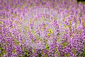 Purple flowers of snapdragon (Antirrhinum majus) on the flowerbed background. Antirrhinum majus, commonly called snapdragon, is an