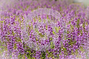 Purple flowers of snapdragon (Antirrhinum majus) on the flowerbed background. Antirrhinum majus, commonly called snapdragon, is an