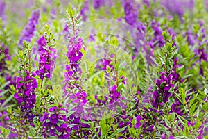 Purple flowers of snapdragon (Antirrhinum majus) on the flowerbed background. Antirrhinum majus, commonly called snapdragon, is an