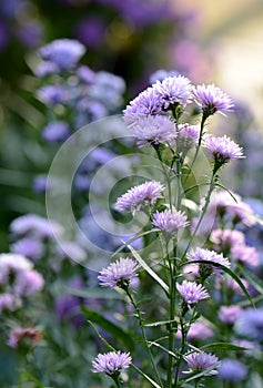 Purple flowers with soft background