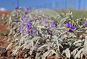 Purple flowers of Solanum elaeagnifolium, the silverleaf nightshade