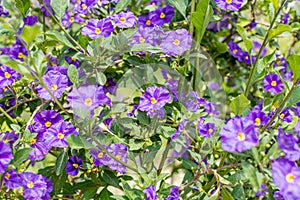 Purple flowers of Solanum rantonnetii