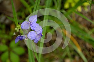 Purple flowers - spiderworts against foliage background