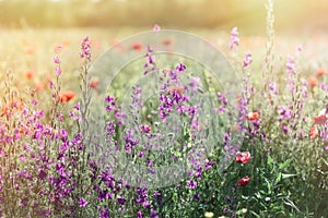 Purple flowers in spring meadow - wild flowers in meadow