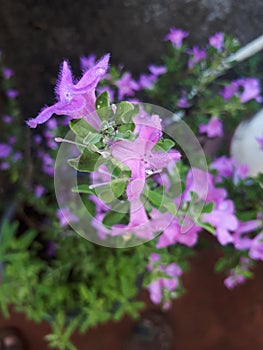 Purple flowers srilanka