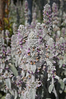 Stachys byzantina close up