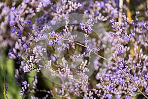 Purple flowers of statice. Limonium gmelinii