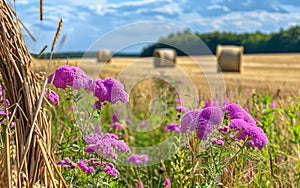 Purple flowers and straw bales on the field after harvest