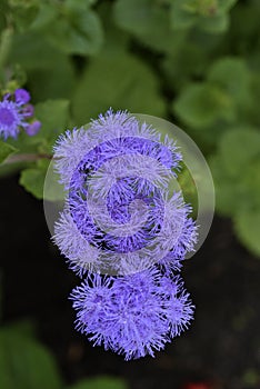 Purple flowers in the summer garden. Bush Ageratum conyzoides. Small ageratum flowers photo