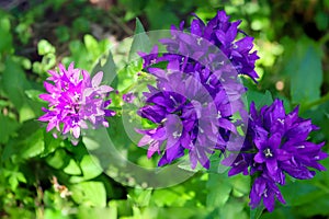 Purple flowers in the summer garden, Ukraine, Europe