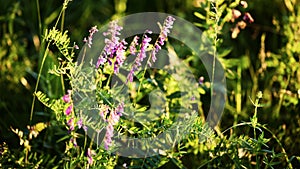 purple flowers in the sun\'s rays close-up