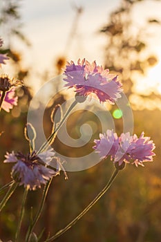 Purple flowers in a sunflower in a field in Germany