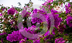 Purple flowers on a sunny deta