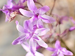 Purple flowers in sunny field macro close up.