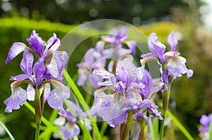 Purple flowers in sunshine with water droplets