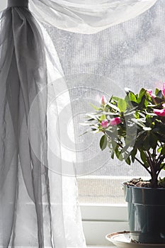 Purple flowers in sunshine at window