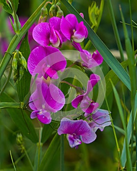Purple flowers of sweet pea