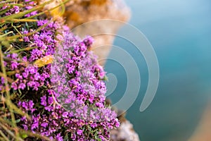 Purple flowers of Thymus vulgaris bushes known as Common Thyme, Garden thyme. thyme in front of the turquoise sea on cape Fiolent