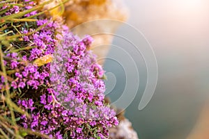 purple flowers of Thymus vulgaris bushes known as Common Thyme, Garden thyme. thyme in front of the turquoise sea on