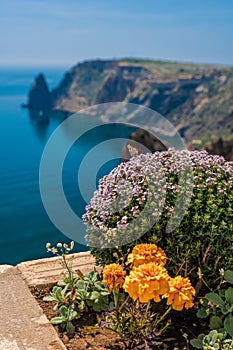 Purple flowers of Thymus vulgaris bushes known as Common Thyme, Garden thyme, . thyme in front of the turquoise sea on cape