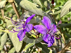 Purple flowers of Tibuhin Urvilleana (Tibouchina urvilleana