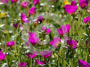 Purple Flowers