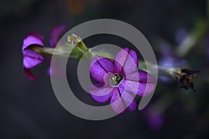 Purple flowers tobacco fragrant perfume deep parple in the garden