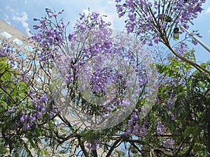Purple flowers on tree. The flowering of acacia.