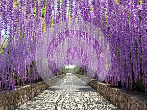 The purple flowers tunnel temple in Thailand.