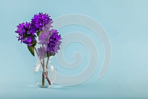 Purple flowers in a vase with water on a blue background with space for text