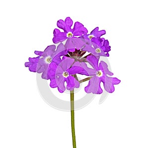 Purple flowers of verbena isolated against white