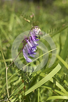 Purple flowers of Vicia cracca