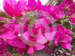 Purple flowers in Vietnam