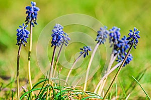 Purple flowers of vineyard grape hyacinth in a meadow