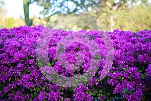 Purple flowers violet flores purpura violetas 50 megapixels picture