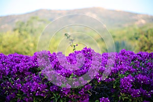 Purple flowers violet flores purpura violetas 50 megapixels picture