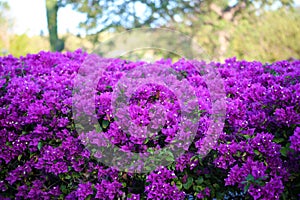 Purple flowers violet flores purpura violetas 50 megapixels picture photo