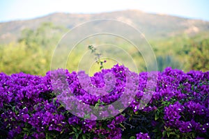 Purple flowers violet flores purpura violetas 50 megapixels picture photo