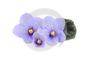 Purple flowers of violet plant and green leaf on white background