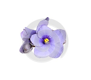 Purple flowers of violet plant isolated