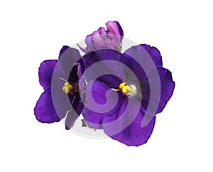 Purple flowers of violet plant isolated on white