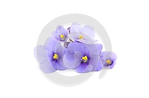Purple flowers of violet plant isolated on white