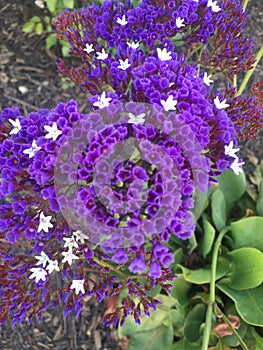 Purple flowers wall art background