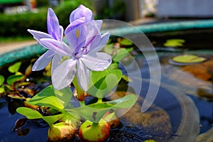 Purple flowers of water hyacinth In the green bath,Eichhornia cr