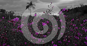 Purple Flowers whit BW background