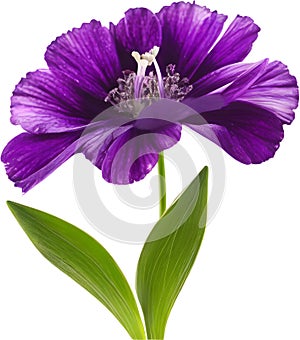 purple flowers lorem ipsum dolor sit amet. AI- Generated photo