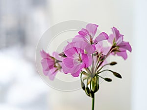 Purple flowers on a white background