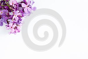 Purple flowers on white marble background with room for text