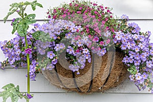 Purple flowers in a wicker basket hanging on the white wooden wall.