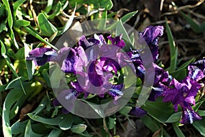 Purple flowers in the wild on a background of green grass